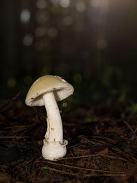 Close-up of mushroom growing in forest