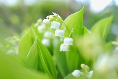 Close-up of white flowering plant