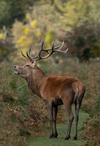 Deer standing in a field