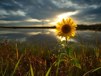 Close-up of yellow flowering plant on field against sky