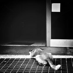 Dog lying on the ground