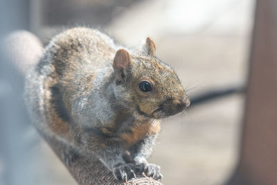 Close-up of squirrel