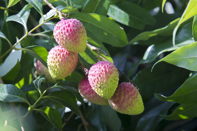 Close-up of strawberry growing on tree