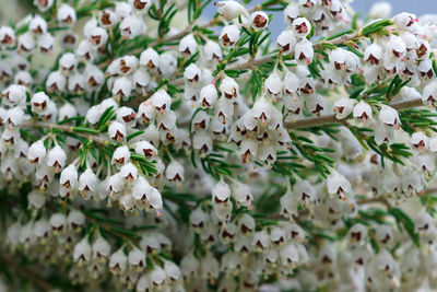 Close-up of white cherry blossoms in spring