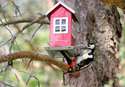 Bird perching on a tree