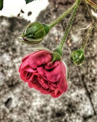 Close-up of pink rose