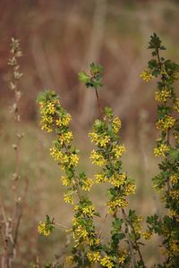 Close-up of plant