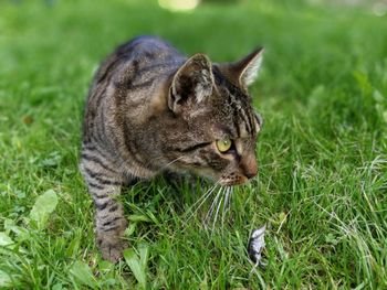 Close-up of cat on grass