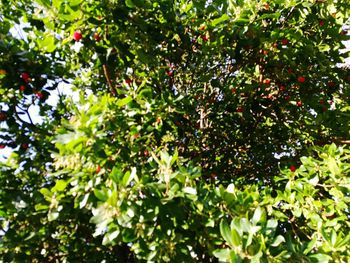 Low angle view of fruits on tree