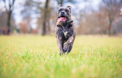 Dog running on grass