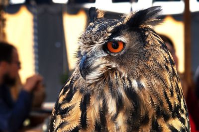 Close-up portrait of owl