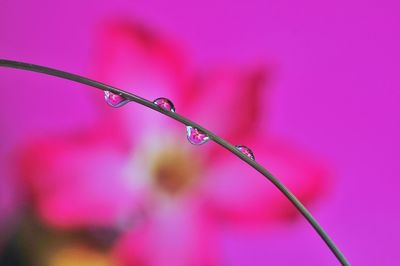Close-up of water drops on pink leaf
