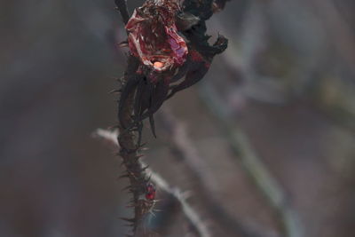 Close-up of wilted flower