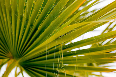 Close-up of fresh palm leaf