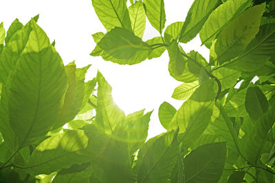 Low angle view of leaves against sky