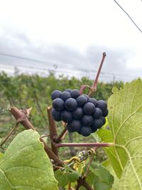 Close-up of grapes growing in vineyard