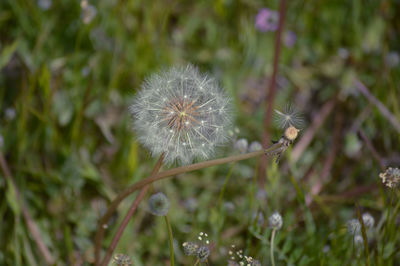 Close-up of dandelion flower