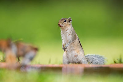 Close-up of squirrel