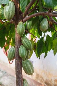 Close-up of fruits growing on tree