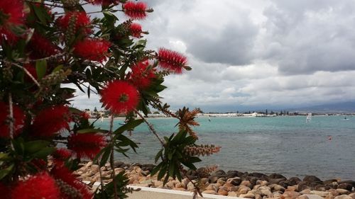 View of plants by sea against cloudy sky