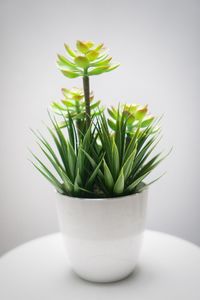 Close-up of potted plant on table against white background