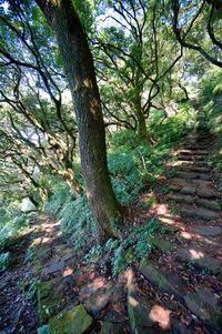 Trees growing in forest