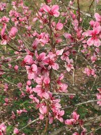 Close-up of pink flower