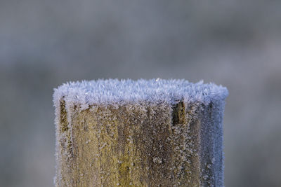 Close-up of ice on wood