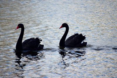 Swans swimming in lake