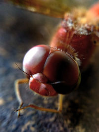 Close-up of red object