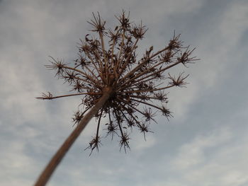 Low angle view of flowering plant against sky