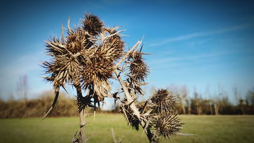 Close-up of wilted plant on field against sky