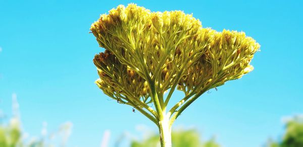 Close-up of flowering plant against blue sky