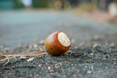 Close-up of acorn on footpath