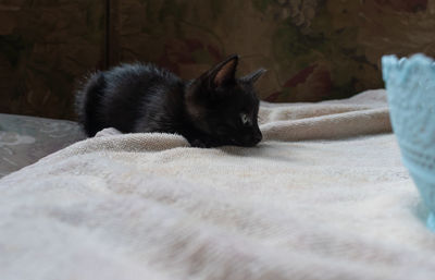 Cat resting on bed at home