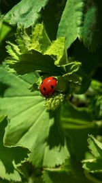 Close-up of ladybug on leaf