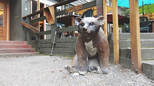 Portrait of dog