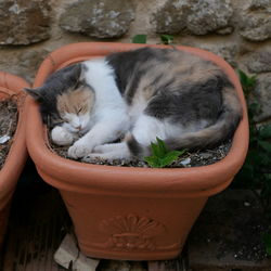 High angle view of cat sleeping on potted plant