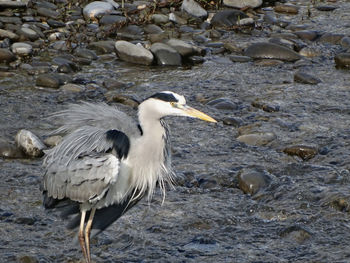 High angle view of gray heron on beach