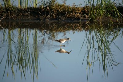 Duck swimming in lake