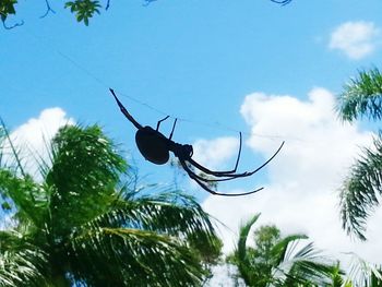 Low angle view of spider on web against sky