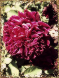 Close-up of flowers