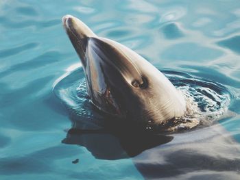 Dolphin swimming in pool