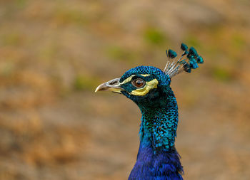 Close-up of peacock