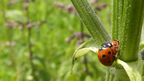 Close-up of ladybugs mating on plant