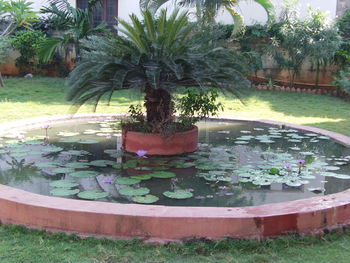 Close-up of potted plants in yard