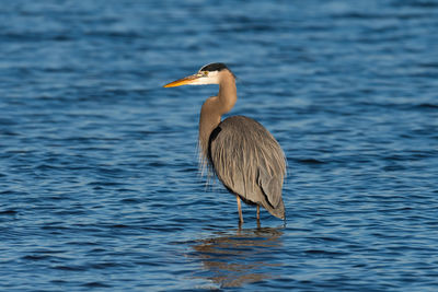 Bird on a lake