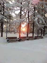 Snow covered field by trees during winter