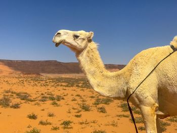 View of a camel on desert