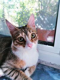 Close-up of cat looking through window